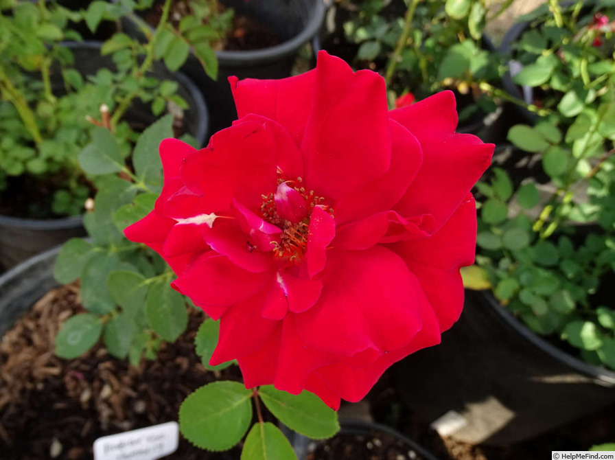 'Habitat for Humanity (hybrid tea, Zary, 2001)' rose photo