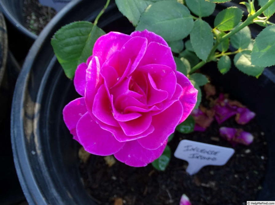 'Incense Indigo ™' rose photo