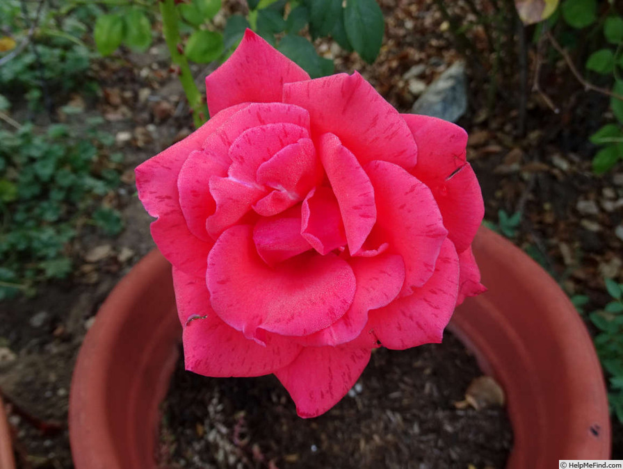 'Kathleen O'Rourke' rose photo