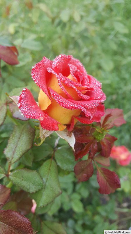 'Ketchup & Mustard ®' rose photo