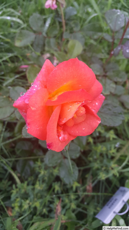 'Mardi Gras ™ (floribunda, Zary 2007)' rose, click to enlarge 'Mardi Gras ™ (floribunda, Zary 2007)' rose photo
