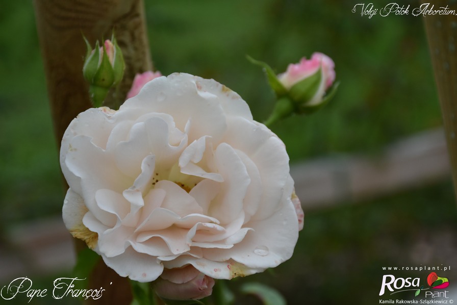 'Pape François ®' rose photo
