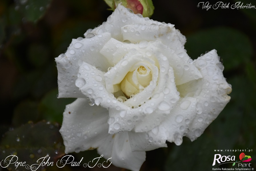 'Pope John Paul II ™ (Hybrid Tea, Zary, 2006)' rose, click to enlarge 'Pope John Paul II ™ (Hybrid Tea, Zary, 2006)' rose photo