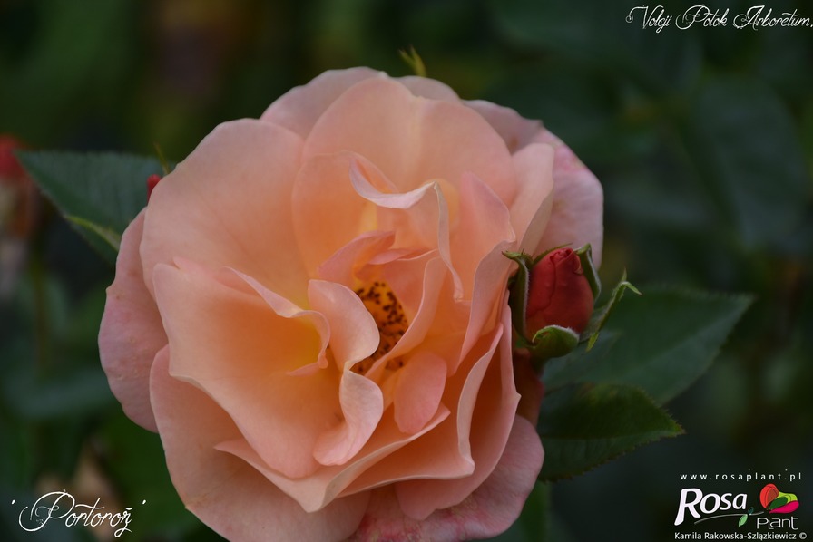 'Portorož ®' rose photo