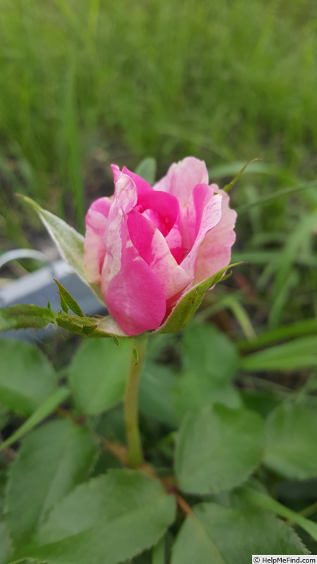 'Parade Day ™' rose photo