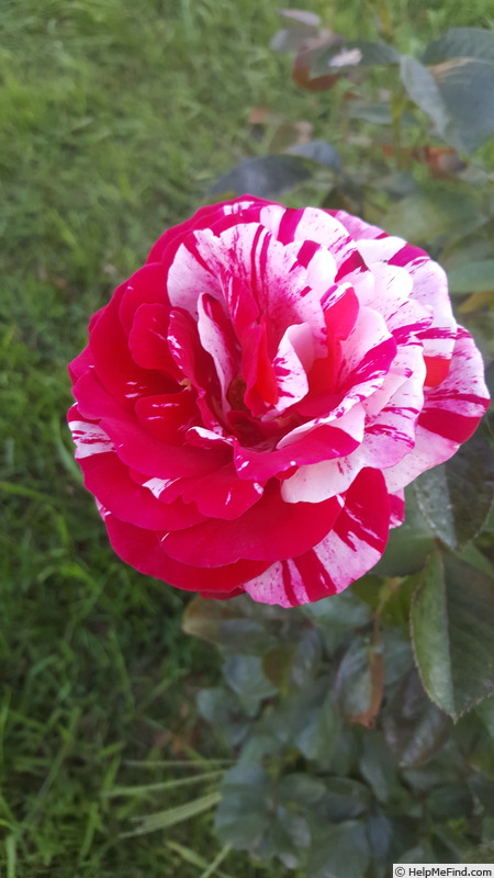 'Scentimental ™ (floribunda, Carruth, 1996)' rose photo