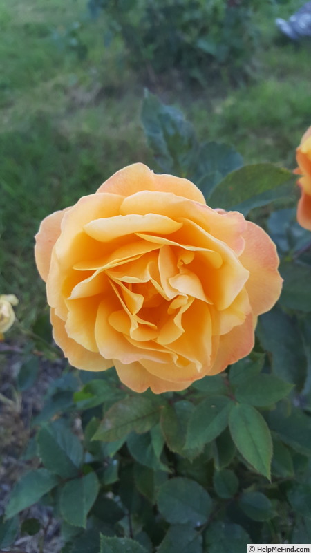 'Strike It Rich ™' rose photo