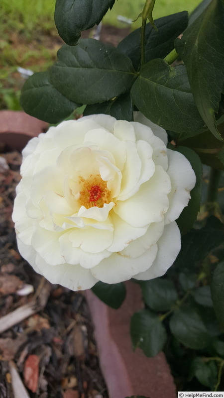 'Sugar Moon' rose photo