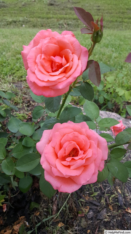 'Tropicana' rose photo