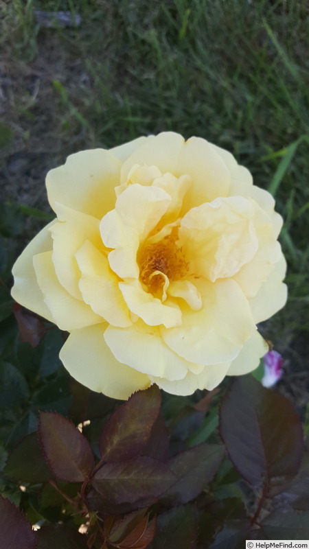 'Winter Sun ® (hybrid tea, Kordes 2001)' rose photo