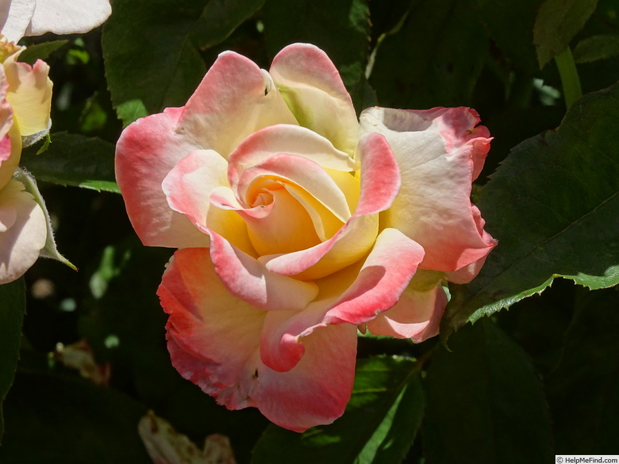 'Nora Virginia' rose photo