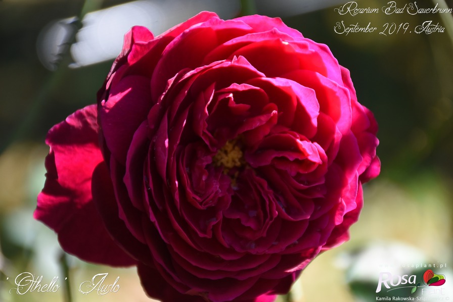 'Othello (English Rose, Austin 1986)' rose photo