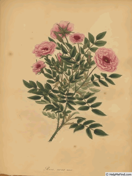 '<i>Rosa nana minor</i> Andr.' rose photo