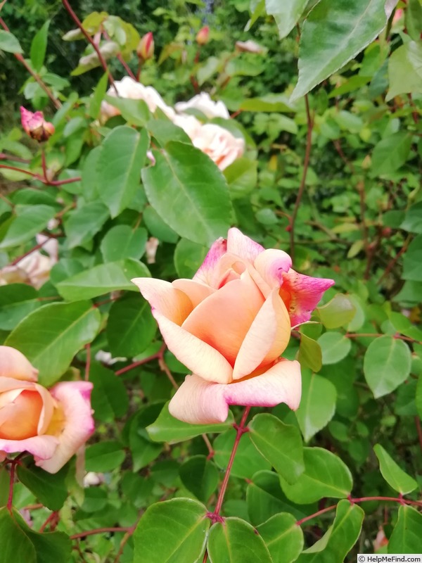 'La Gascogne' rose photo