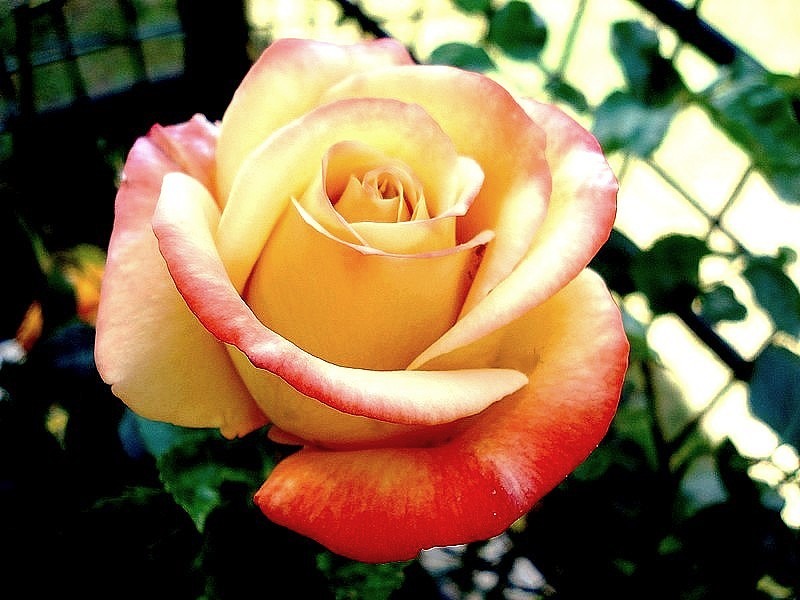 'Vendée Impériale ®' rose, click to enlarge 'Vendée Impériale ®' rose photo