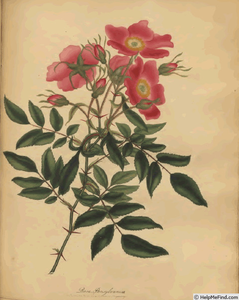 '<i>R. pennsylvanica</i> Andr. synonym' rose photo