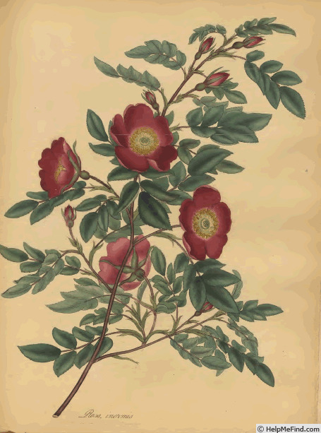 '<i>Rosa inermis</i> Andr. synonym' rose photo