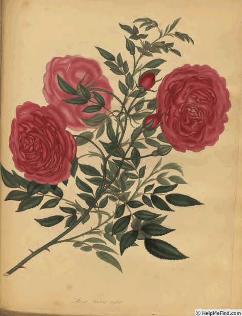 '<i>Rosa indica rubra</i> Andr.' rose photo