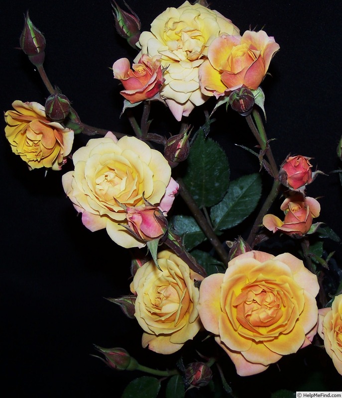 'Peachy Bear' rose photo