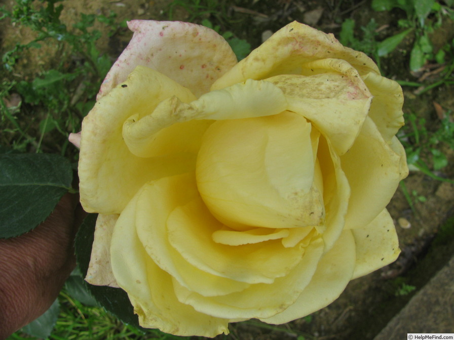 'Dorabella' rose photo