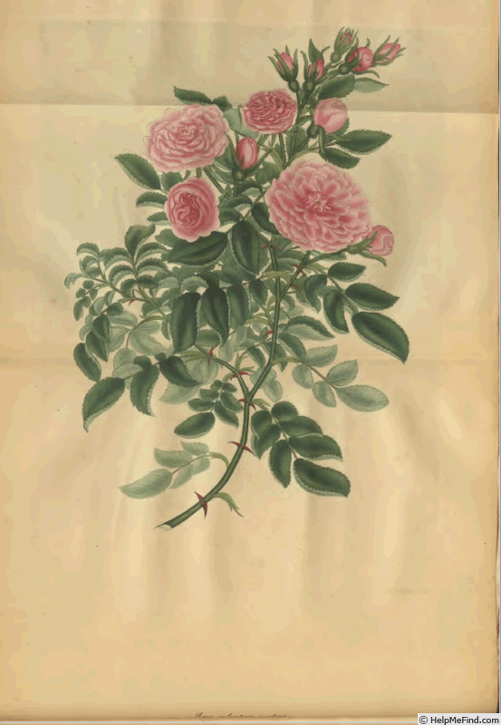 'Williams's Sweetbriar' rose photo