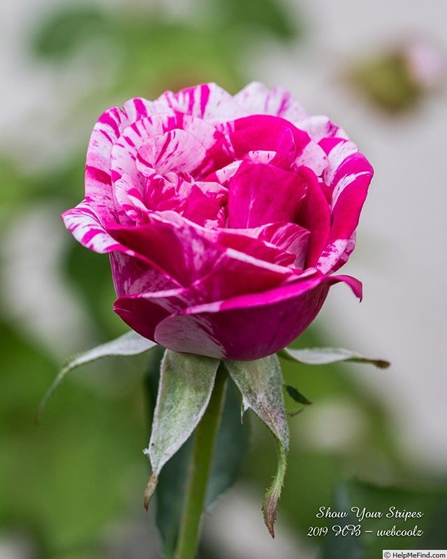 'Show Your Stripes' rose photo