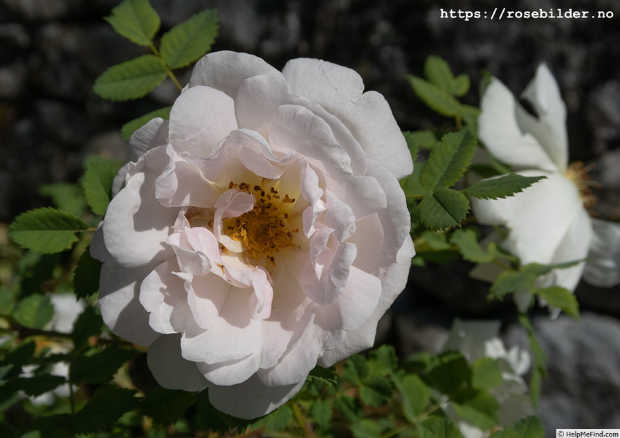 'Alberta Bouquet' rose photo