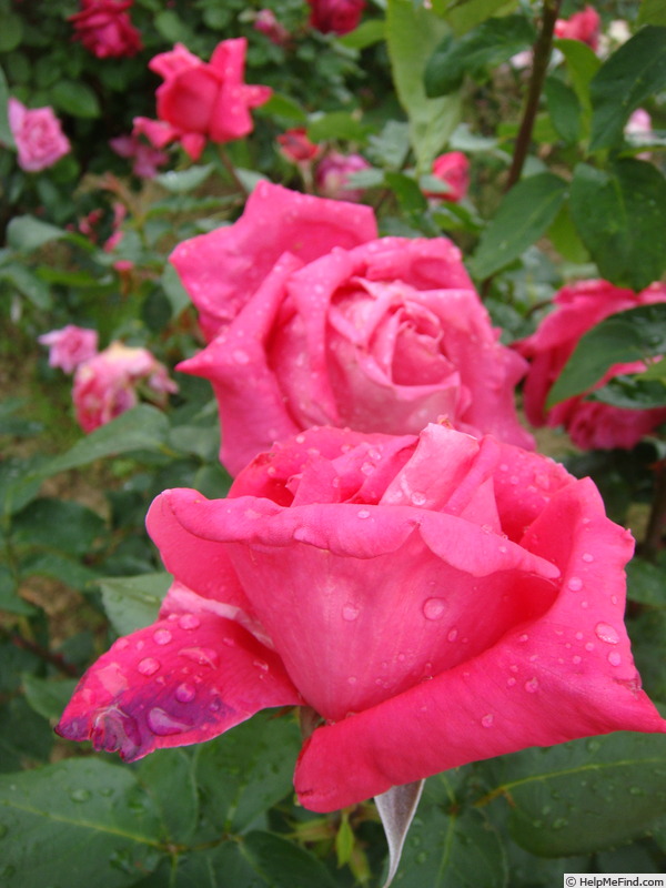 'Show Queen' rose photo
