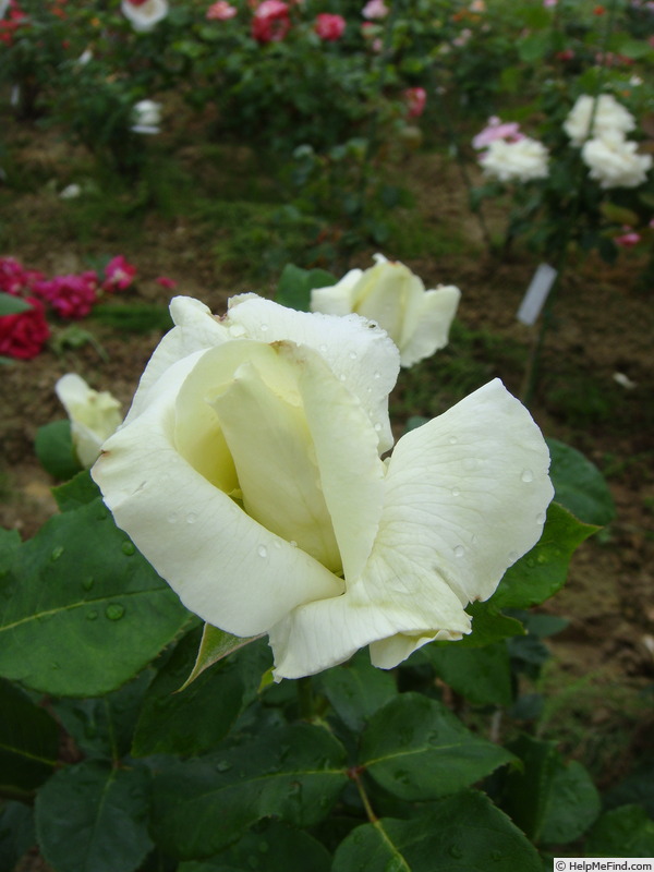 'Blanc Dot' rose photo