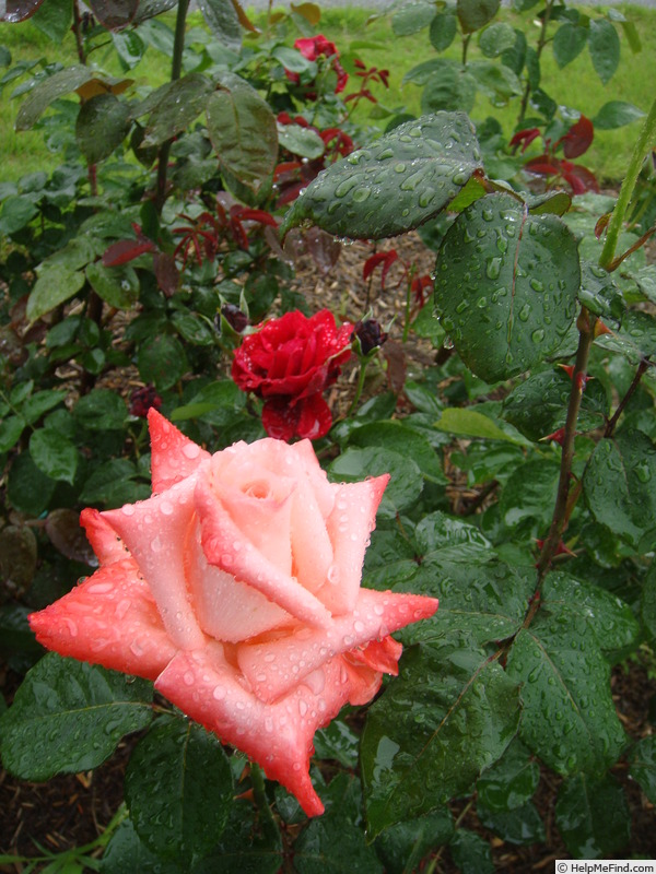 'Annie Girardot' rose photo