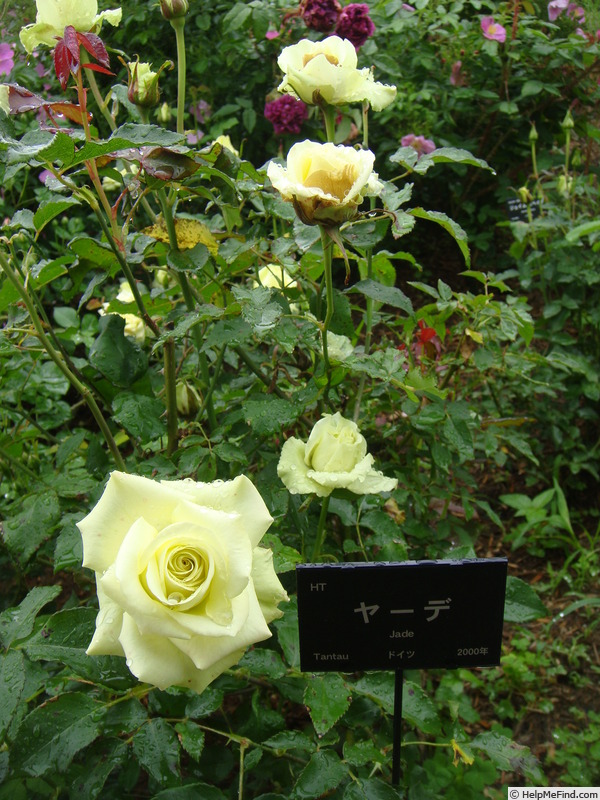 'Jade ® (hybrid tea, Tantau 2000)' rose photo