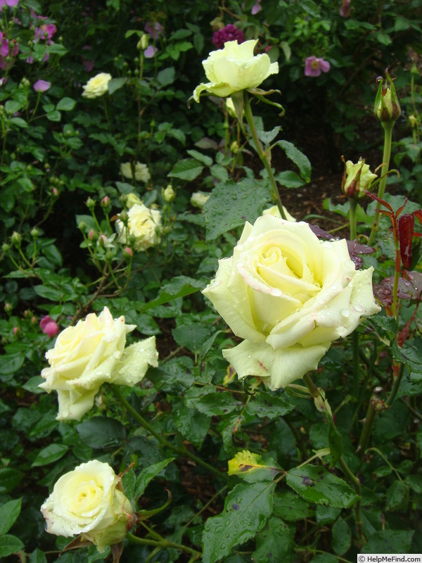 'Jade ® (hybrid tea, Tantau 2000)' rose, click to enlarge 'Jade ® (hybrid tea, Tantau 2000)' rose photo