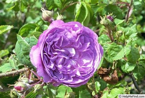 'Bishop' rose photo