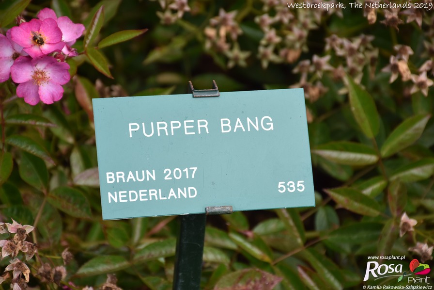 'Purper Bang' rose photo
