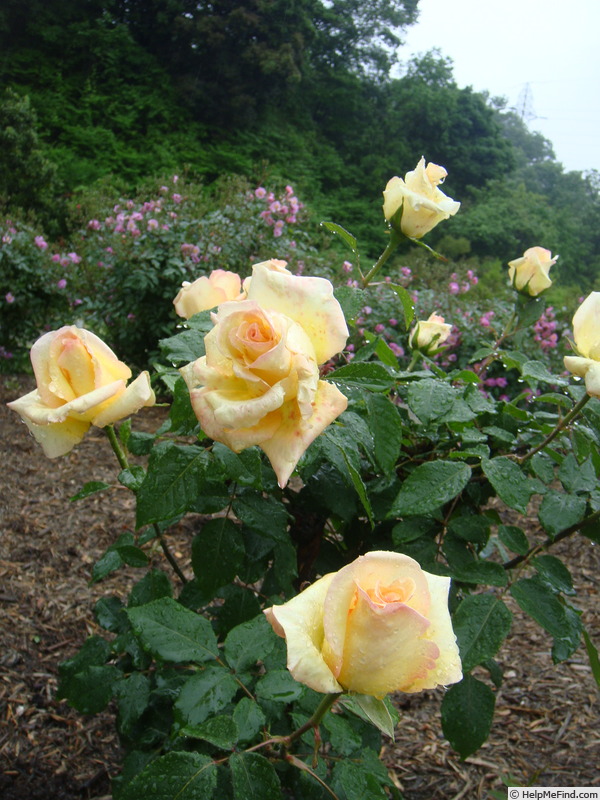 'Delicia ® (hybrid tea, Kordes 1982)' rose photo