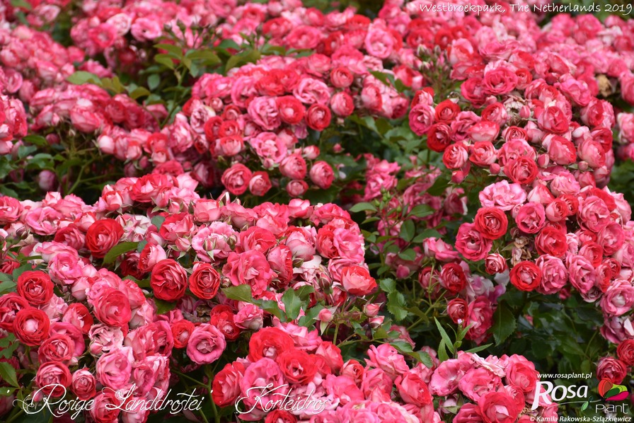 'Rosige Landdrostei' rose photo