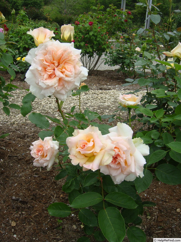'Cacilda Backer' rose photo