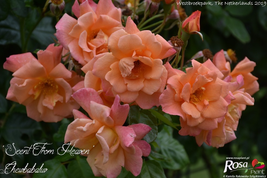 'Scent From Heaven' rose photo