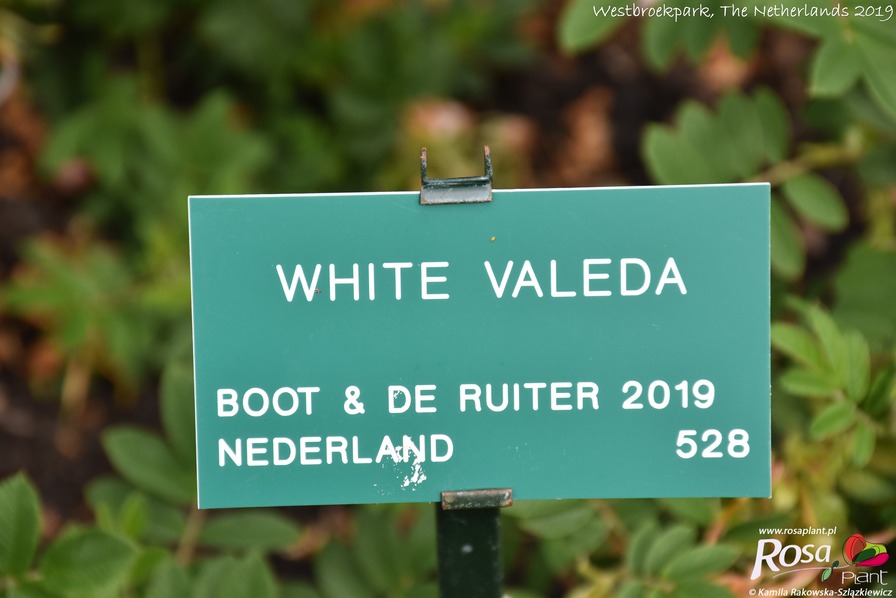 'White Valeda' rose photo