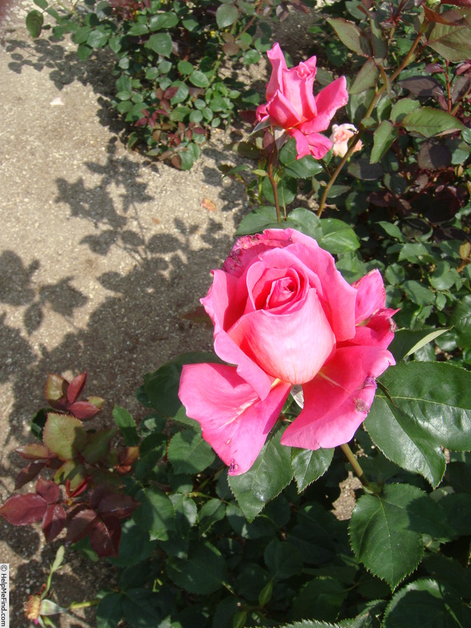 'Indian Chief' rose photo