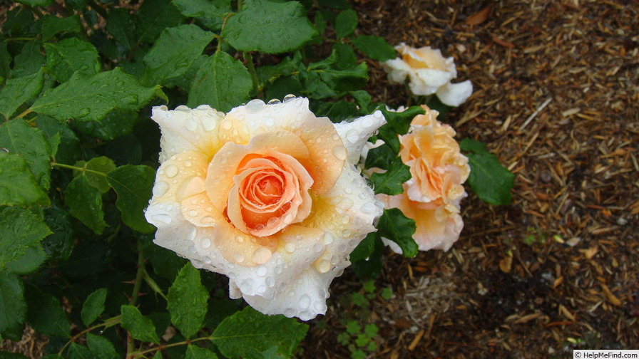'Fragrant Dream (Hybrid Tea, Dickson, 1988)' rose photo