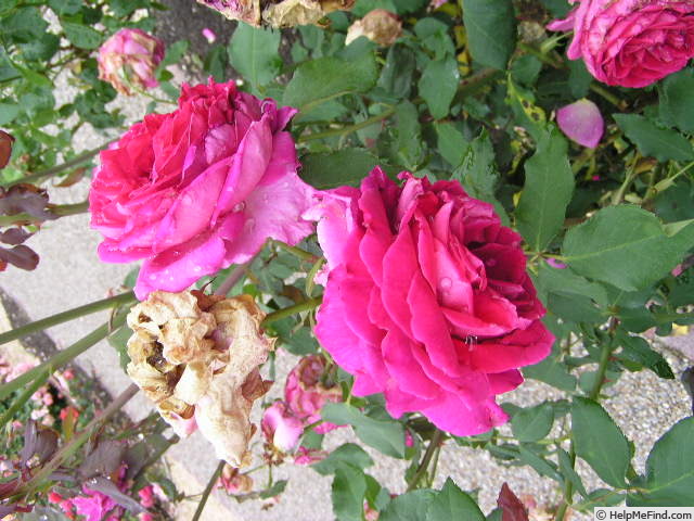 'Betinho' rose photo