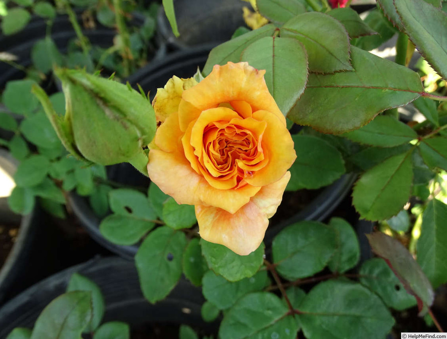 'Milva ® (hybrid tea, Evers/Tantau, 1999)' rose photo