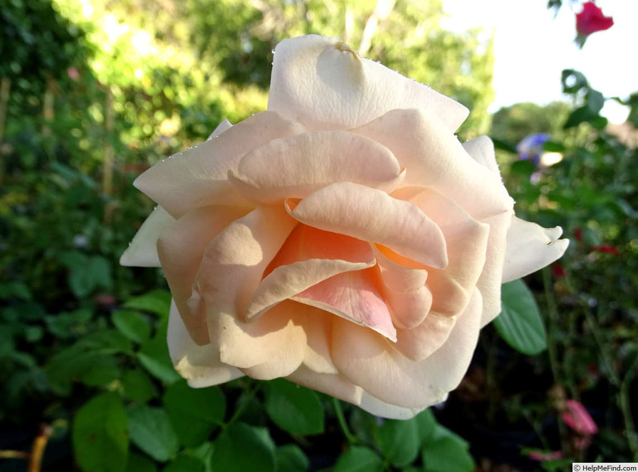 'Paul Ricard ®' rose photo