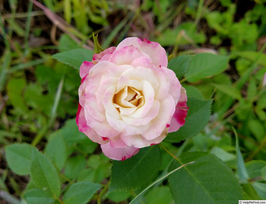 'Rainforest' rose photo