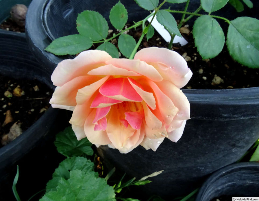 'Rev. F. Page Roberts' rose photo