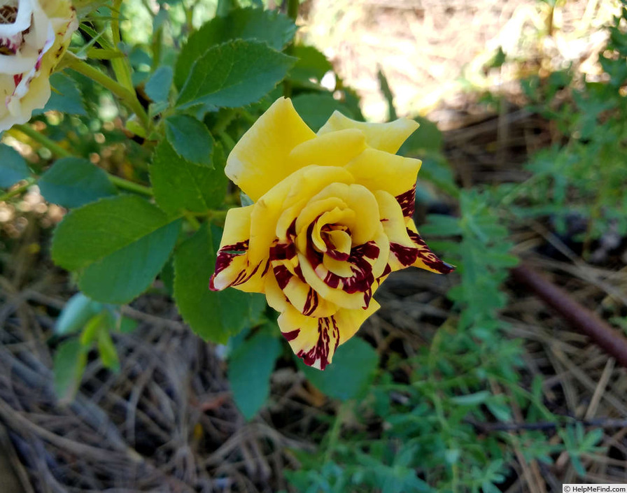 'Simsalabim (florists rose, Kordes, 2002)' rose photo