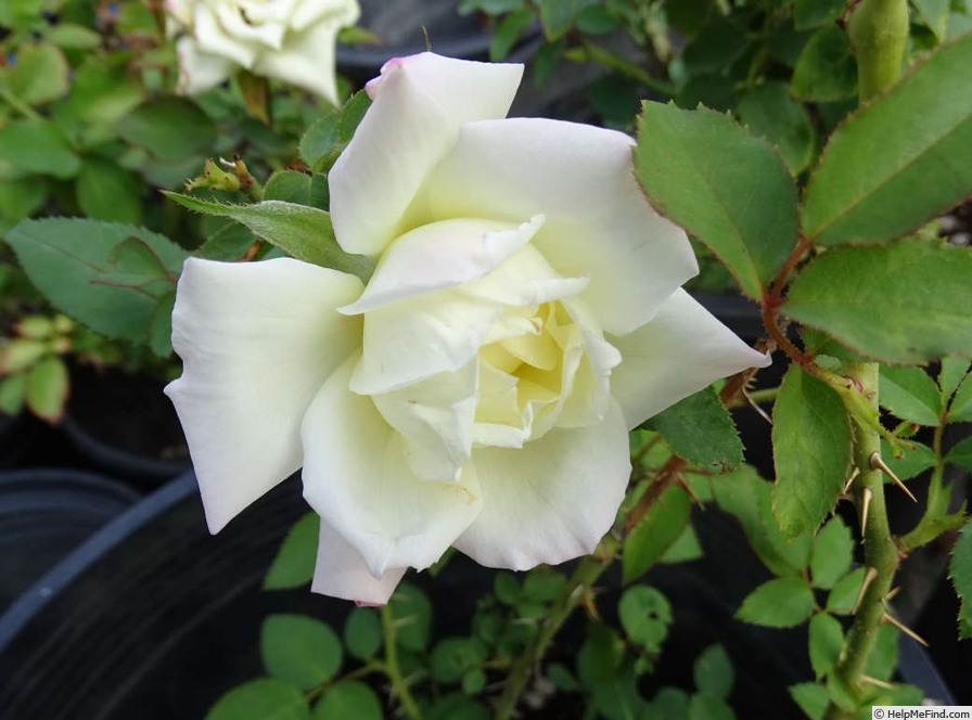 'Sleigh Bells' rose photo