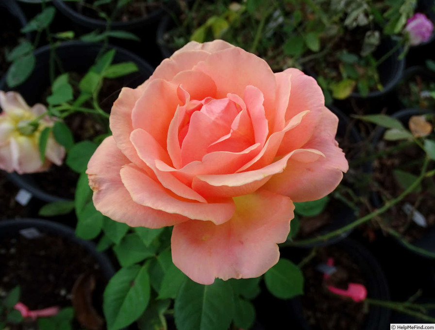 'Special Occasion' rose photo