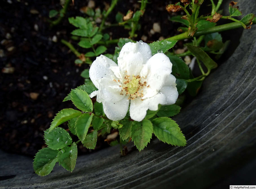 'White Diamond' rose photo